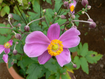 f0061334_20222242.jpg