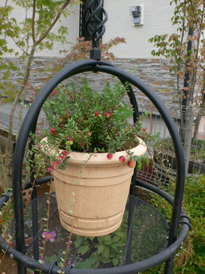 f0061334_20223329.jpg