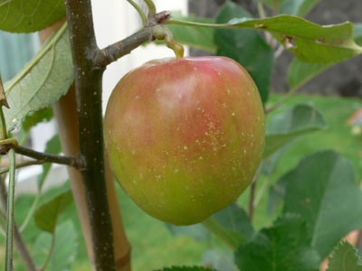 f0061334_20223964.jpg