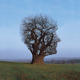 c0001339_642513.jpg