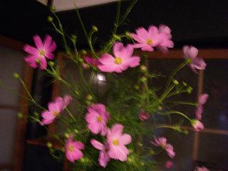 c0134645_2320670.jpg