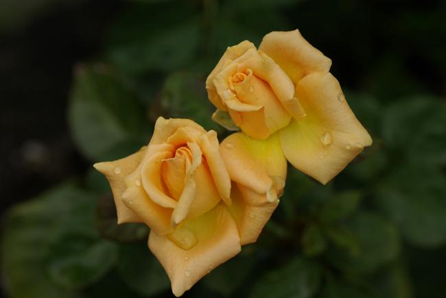 f0176353_0133580.jpg