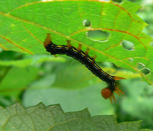 d0091754_12101425.jpg