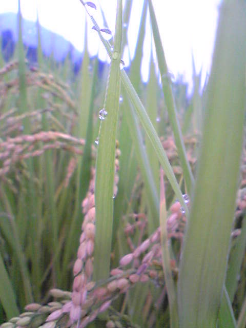 f0184055_915330.jpg