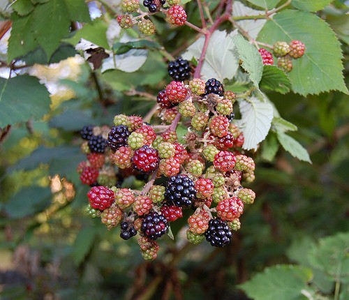 e0128367_3272481.jpg