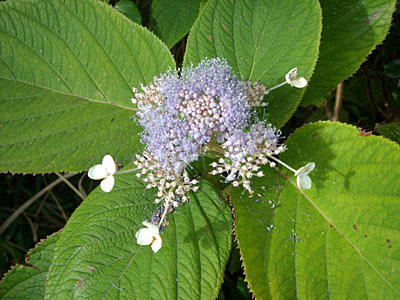 e0097770_21561036.jpg