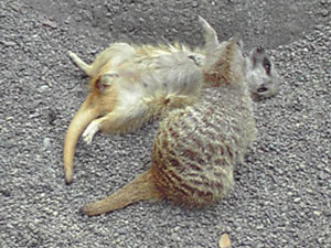 c0044075_2011436.jpg