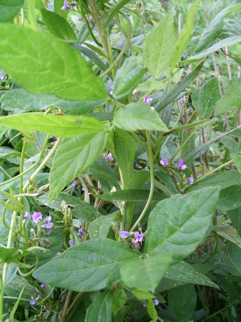 e0025300_13213223.jpg