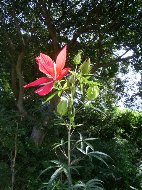 e0025300_13272270.jpg