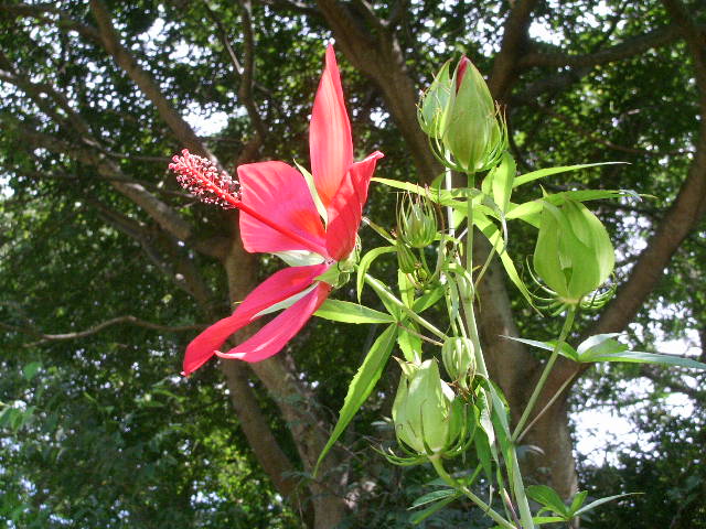 e0025300_13401875.jpg