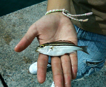 d0148202_20461131.jpg