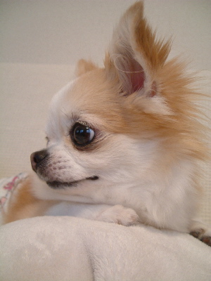 a0079803_039481.jpg