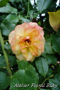 d0001008_8355251.jpg