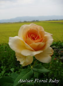 d0001008_837414.jpg