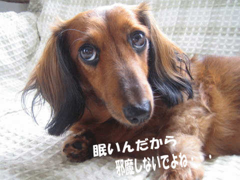 a0037322_1213959.gif
