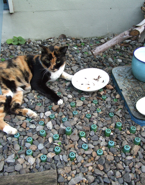 e0060452_4394860.jpg