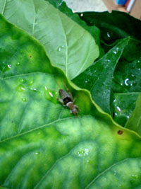 c0155853_14402315.jpg