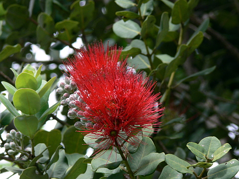 e0050753_2053481.jpg