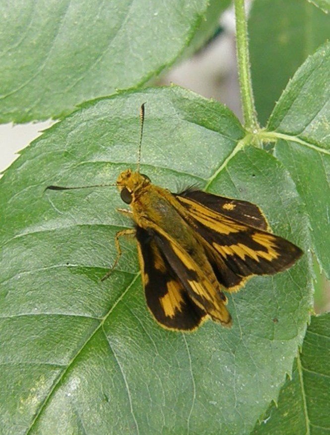 e0064158_1581651.jpg