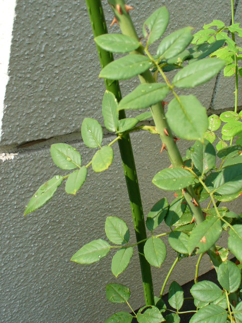 f0074659_2385940.jpg