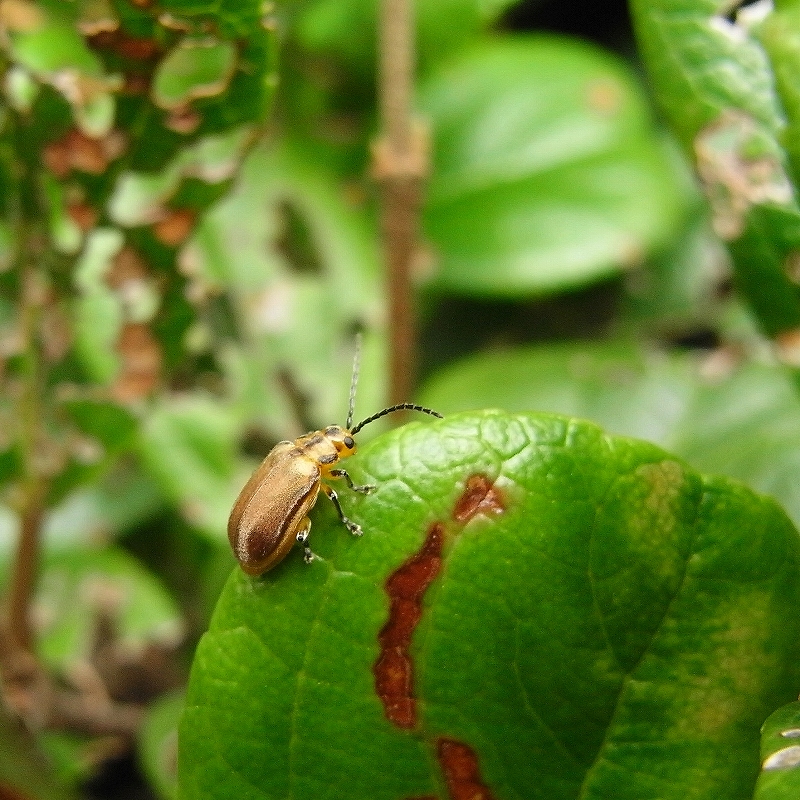 c0142963_9404035.jpg