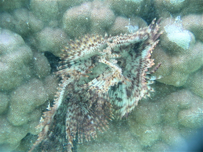 c0151875_1110261.jpg