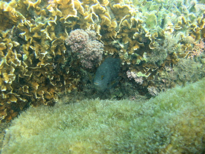 c0151875_11103734.jpg