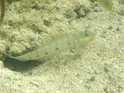 c0151875_11545140.jpg