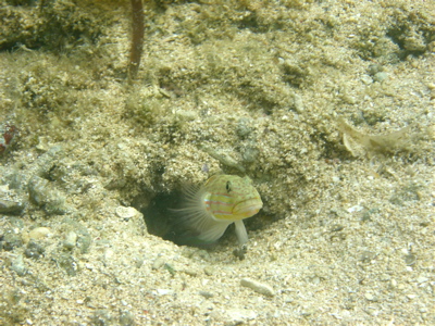 c0151875_1155971.jpg