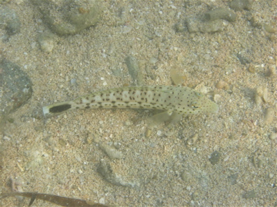 c0151875_1274173.jpg