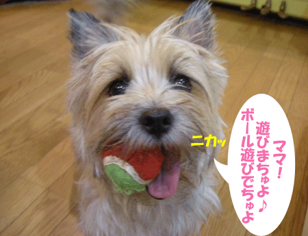 e0066883_2055561.gif