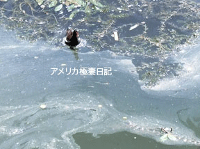 f0032683_16531581.gif