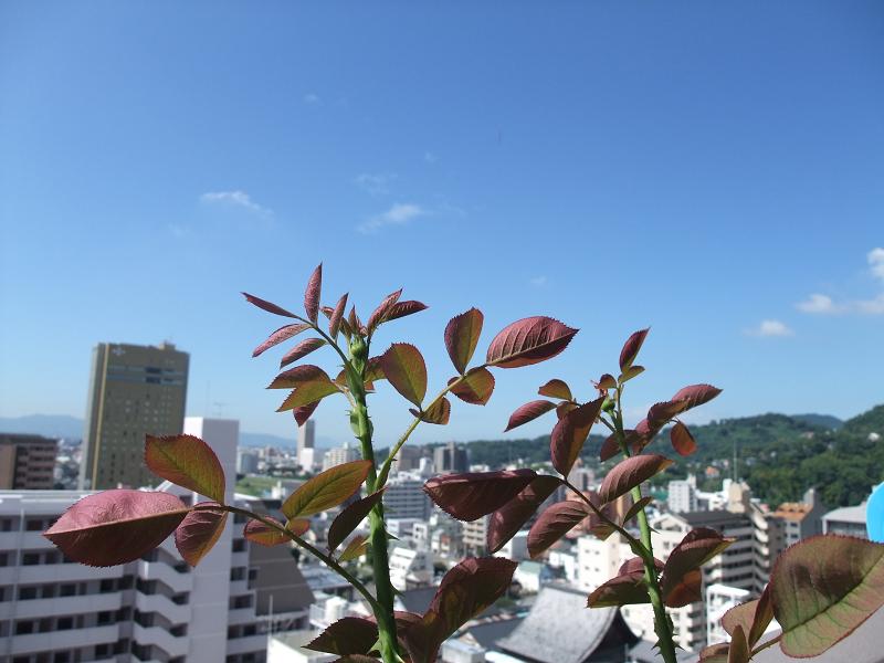 b0071413_104743100.jpg