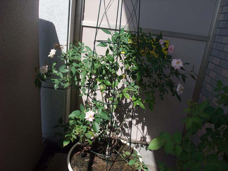 b0071413_10501434.jpg
