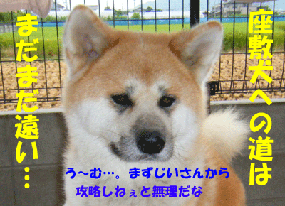 f0008935_1550556.gif