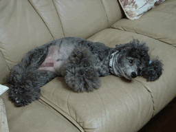 c0136736_20132824.gif