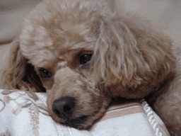 c0136736_2064227.gif
