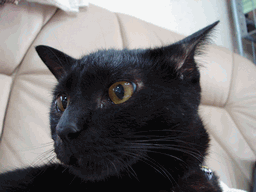 c0136736_2094645.gif