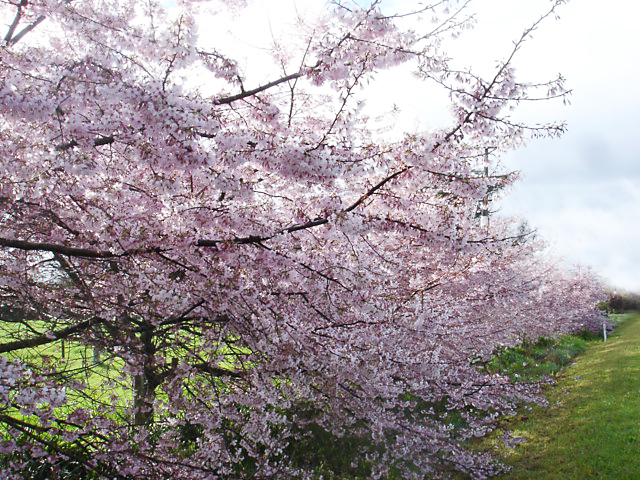f0161647_1239932.jpg