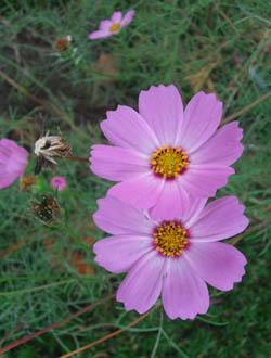 c0097856_23472670.jpg