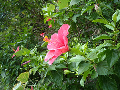 e0097770_20461016.jpg