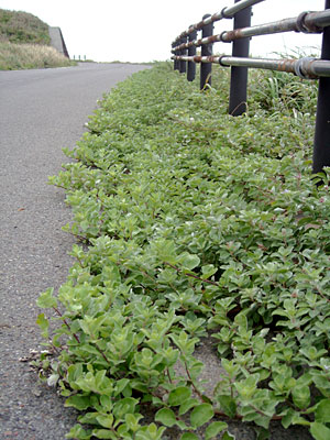 e0097770_20462861.jpg