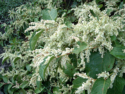 e0097770_20484297.jpg