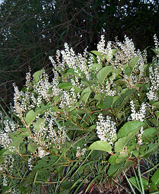 e0097770_204882.jpg