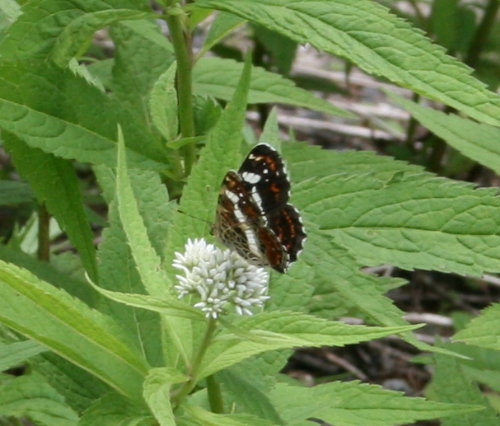f0181173_933389.jpg