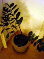c0117175_562577.jpg