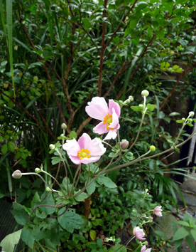 a0064291_21122870.jpg