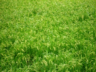 c0017505_12323667.jpg