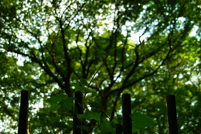 b0137311_21144348.jpg