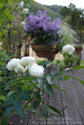 b0075318_2326219.gif